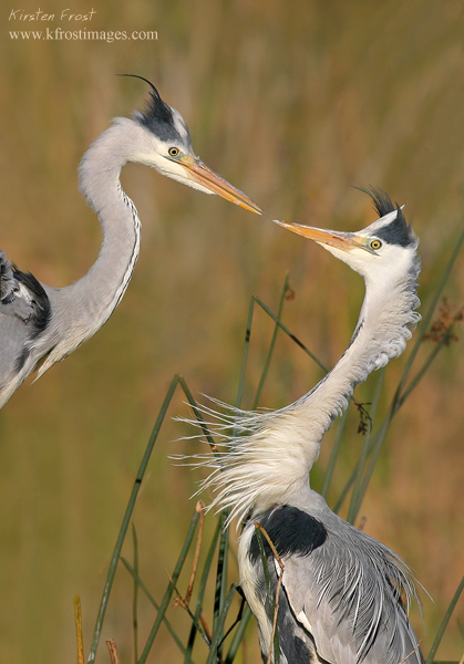'Courtship Greeting' - Grey Heron's